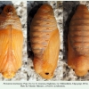 parnassius mnemosyne pupa3c